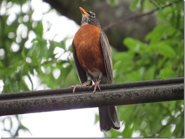 visasmallAmerican Robindavid
