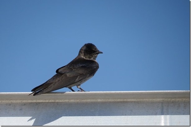 visasmallYoung Purple Martin I thinkdavid