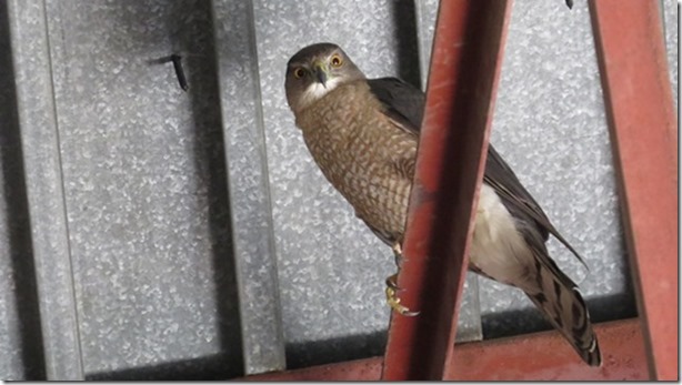 visasmallCooper's Hawk in the Herreshof museumdavid