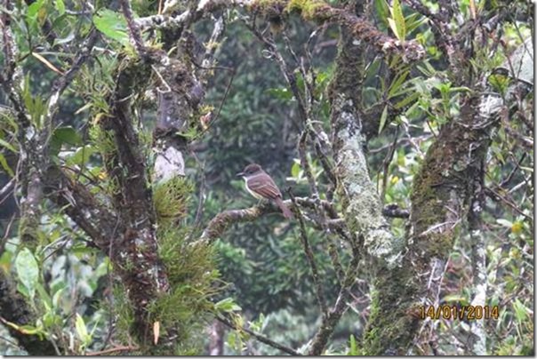 blogLesser Antillian Fly Catcher