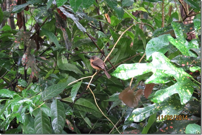 Another View of the Lovely St Lucia Pewee