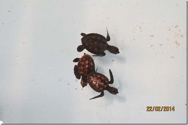 betasmallBaby Turtles at the Turtle Farm