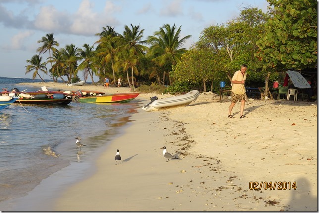 Anthony walking round the laughing gulls on Petit Rameau