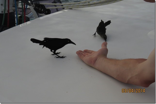 Breakfast for the Grackles