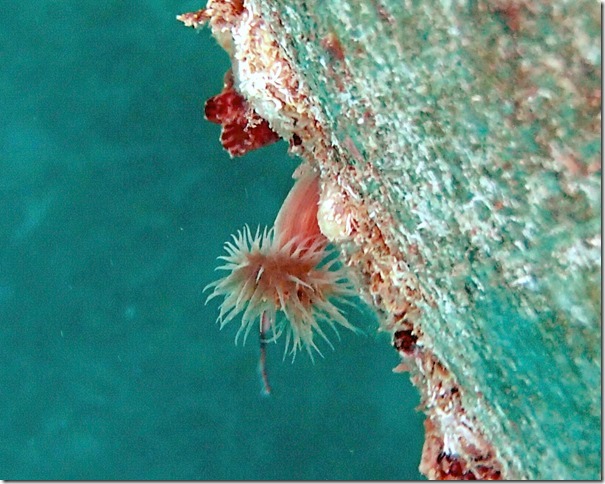 anemone