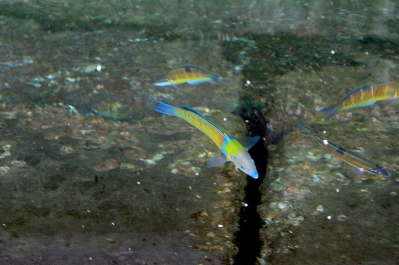 Inline image 36