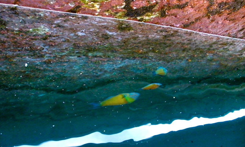 Inline image 33