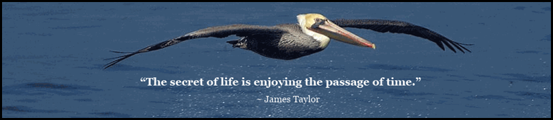 pelican