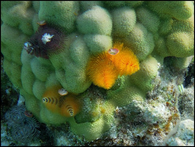 CP 2nd Snorkel 111