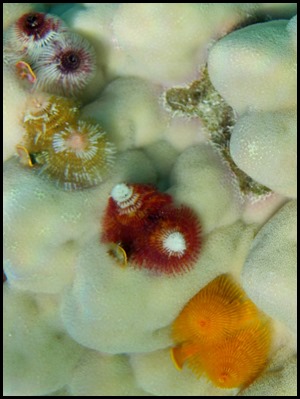 CP 2nd Snorkel 056