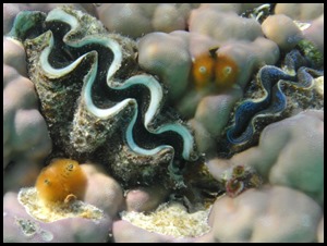 SAM Snorkel 049