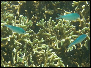 CP PM Last Day Snorkel 069