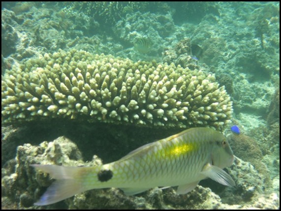 CP PM Last Day Snorkel 015