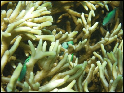 CP PM Last Day Snorkel 103