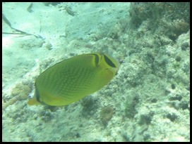 CP PM Last Day Snorkel 078