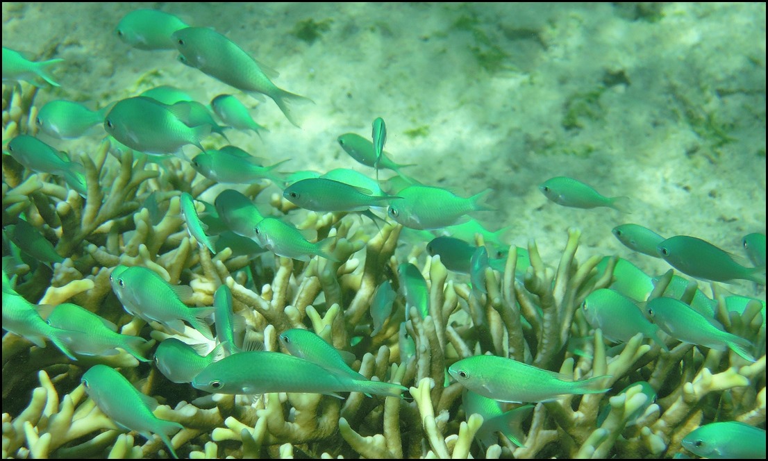 CP PM Last Day Snorkel 105