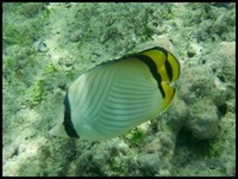 CP PM Last Day Snorkel 085