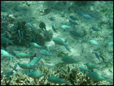 CP PM Last Day Snorkel 092