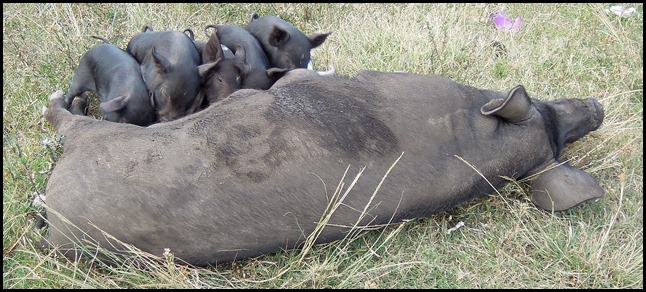 CP Pigs 006
