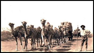Camel train