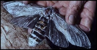 Gary Cranitch image on the Queensland Museum Fact SHeet
