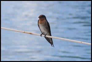IMG_7597