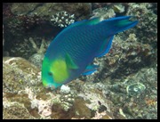IMG_2225