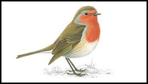 Robin