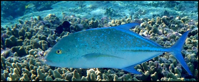 P7010052
