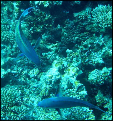 IMG_6385