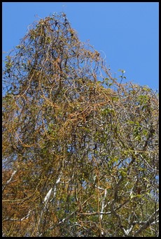DSCN9195