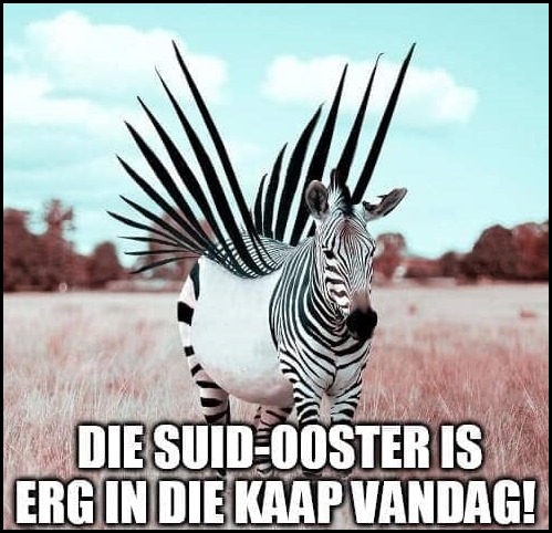 Zebra from Mary
