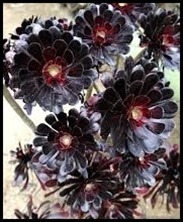 Aeonium Schwarzkopf