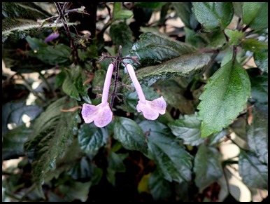 P1130024