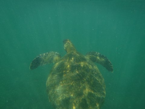 turtle pic