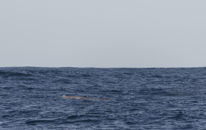Whale