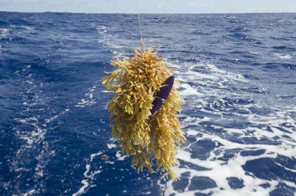 LureSargasso