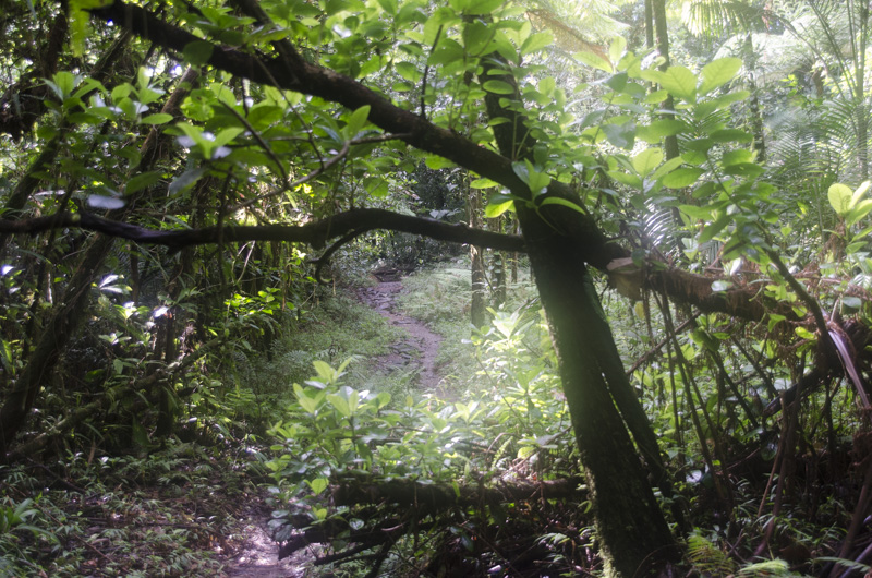 Trail to boiling lake