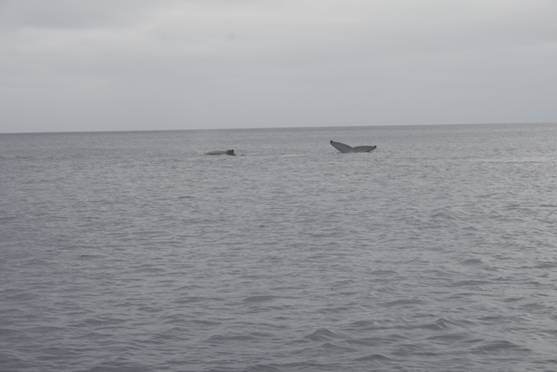 Nieafubertil, Vavauaug09 016.jpg