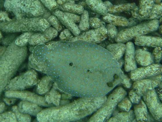 Peacock Flounder 1068.JPG