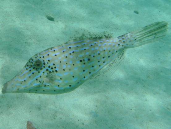 Filefish 1.JPG