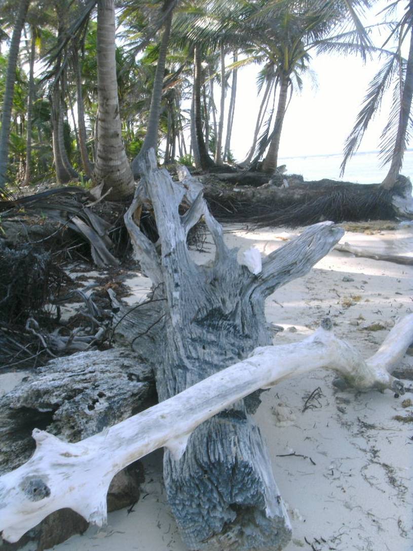 2010_0101Reef0091.JPG