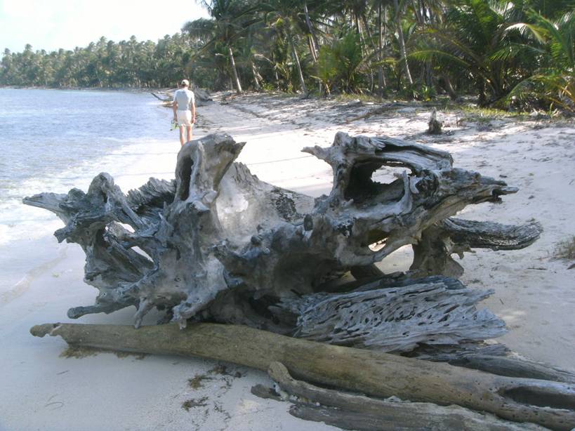 2010_0101Reef0093.JPG