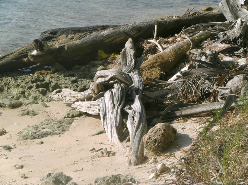 2010_0101Reef0110.JPG