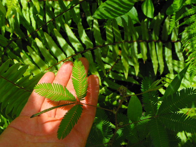 2010_0402Marquesas0026.JPG