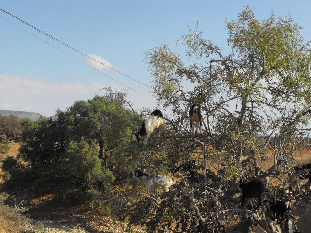 more goats