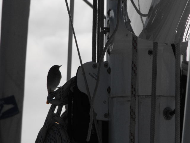 Stowaway