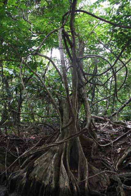 Ficus Tree.JPG