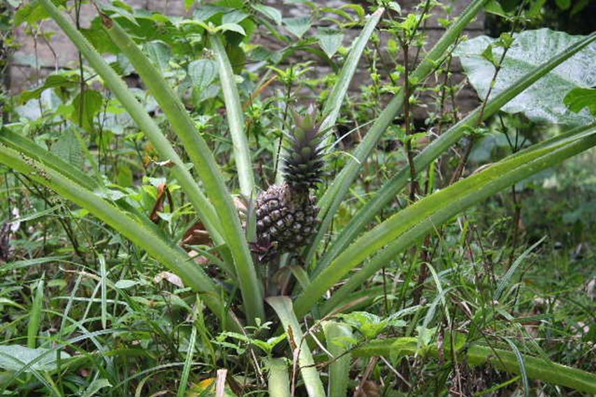 Pineapple.JPG