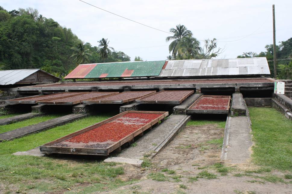 Drying Cocoa Beans.JPG